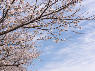 春　美しい桜の花が咲きました46