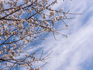 春　美しい桜の花が咲きました48
