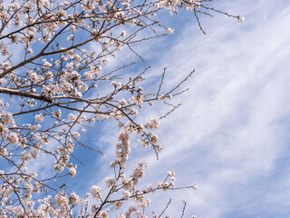 春　美しい桜の花が咲きました43