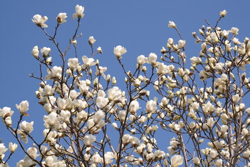 青空とハクモクレン