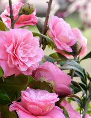 庭に咲いたピンクの椿