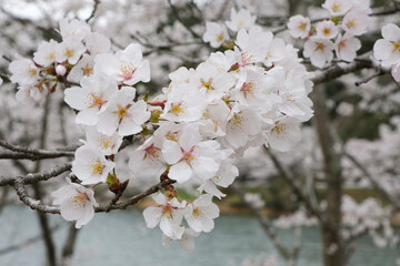 早春の桜