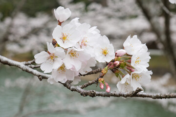 早春の桜