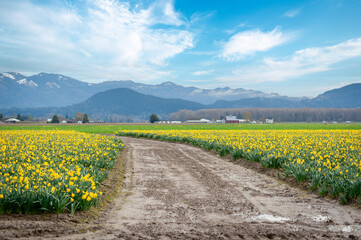 These fields of daffodils are located near La Conner in Washington's Skagit Valley, just over an hour away from Seattle which makes it the perfect day trip. Soon the tulips will be in full bloom.
