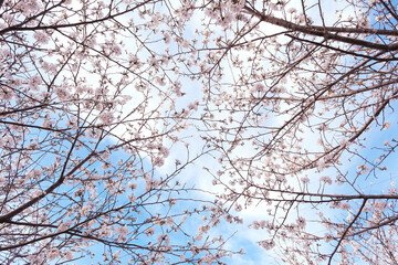 青空と桜