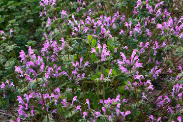 道端に咲くホトケノザ