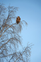 Immature Bald Eagle perched on a branch in springtime on a sunny day. It takes about 4 years for an immature bald eagle to attain the bright yellow beak and the distinctive white head.