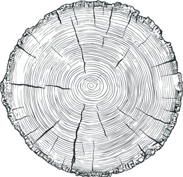 Tree Rings Graphical Image Tree Rings Illustration Images – Browse 58,875 Stock Photos, Vectors ...