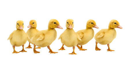 Naklejka premium Ducklings Walking Together in a Row on a White Background