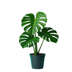 Fototapeta premium Tropical Monstera Deliciosa in Transparent Background with Green Pot