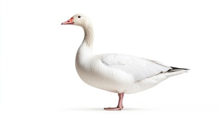 Fototapeta premium Snow goose in white background