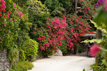 Beautiful overgrown empty white sand streets of Taketomi island with blooming pink flowers outdoor at dayyime during spring in Okinawa in Japan with space for text.