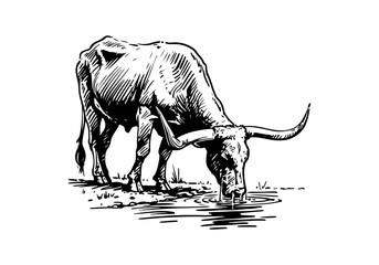 Texas Longhorn cattle hand drawn vector illustration