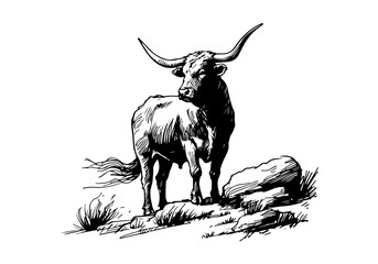 Naklejka premium Texas Longhorn cattle hand drawn vector illustration