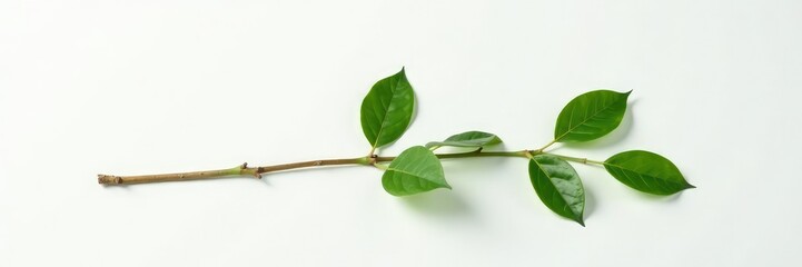 Fototapeta premium A single, thin isolated branch on a plain white surface with visible leaf details, branches, still life, closeup