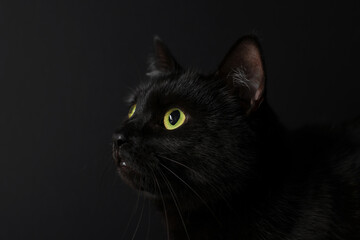 Cute cat on black background, closeup. Adorable pet