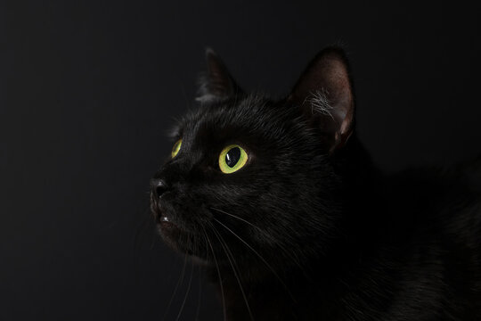 Cute cat on black background, closeup. Adorable pet