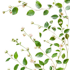 Delicate Green Leaves and White Blossoms on Vibrant Stems in a Lush Garden Setting with Natural Light and Textured Backgrounds