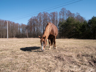 There is a horse gracefully grazing in a peaceful field surrounded by lush greenery under a clear...