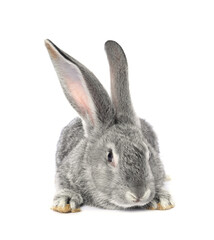 Fluffy grey rabbit on white background. Cute pet