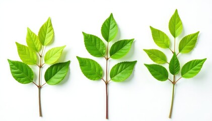 Three branches on white background with leaves, nature, tree branch