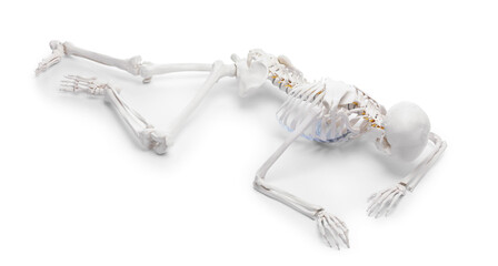 Artificial human skeleton model isolated on white