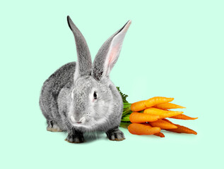 Cute grey rabbit and carrots on light turquoise background