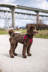 Brown Poodle on a Pathway by a Scenic Outdoor Bridge