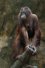 portrait of an orangutan standing on a tree observing the surroundings © Pitokung