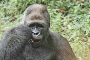 Obraz premium portrait of an adult gorilla
