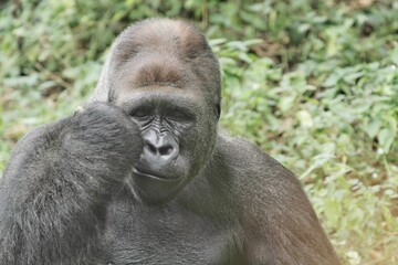 Obraz premium portrait of an adult gorilla