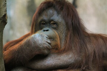Fototapeta premium portrait of an orangutan looking forward