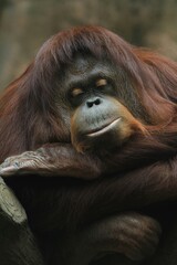 Fototapeta premium portrait of orangutan face resting peacefully