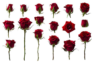 Exquisite Deep Red Roses Arranged in a Stunning Display for a Truly Elegant and Timeless Floral Showcase  transparent graphic resource