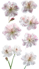 Nerine Flowers: Beautiful and Delicate Blooms in Soft Pink Color, Elegant and Graceful Floral Arrangement for Special Occasions  transparent graphic resource