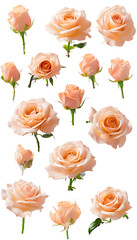 Peach Roses Bloom: Stunning Floral Arrangement of Delicate Blooms for Home Decor or Special Occasions. Perfect for Floral Enthusiasts  transparent graphic resource