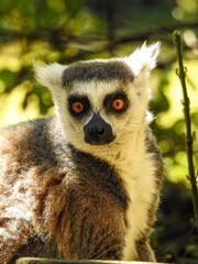 Lémurien aux yeux rouges