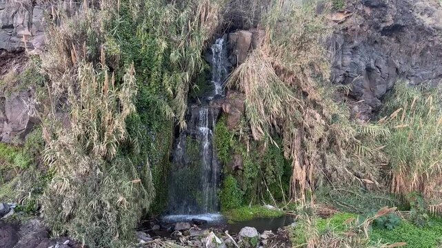 waterfall flowing into the forest