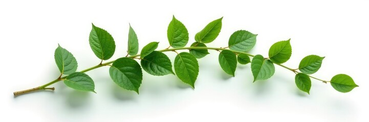 Obraz premium Curved branch with leaves isolated on white surface, foliage, isolated, leaf