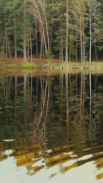 Vertical video of a northern forest and a lake.