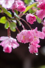 Obraz premium 鎌倉2503 妙本寺2 海棠