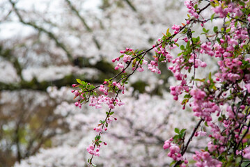 鎌倉2503　妙本寺6　桜＆海棠