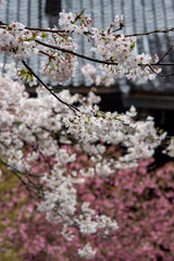 鎌倉2503　妙本寺1　桜＆海棠