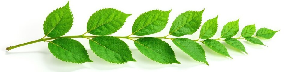 Obraz premium Leafy branch with intricate veins isolated on white background, leaf details, plant