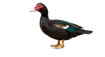 Standing Muscovy Duck with Red Face Wattle Isolated on White
