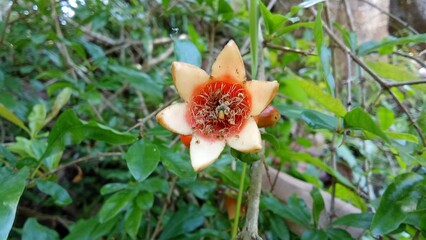 Small flowers blooming beautifully in their natural environment