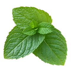 A complete mint leaf photograph without background only one without a pile the image is a PNG with the bottom removed