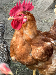 A Vibrant and Colorful Brown Hen in Its Natural Habitat, Flourishing on a Scenic Farm Landscape