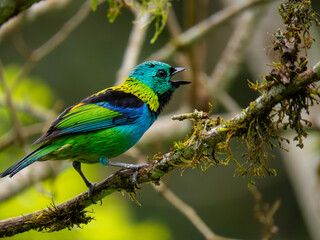 colorful bird on the branch