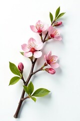 Obraz premium Single branch with flowers and foliage on white background, tree, foliage